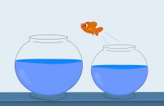 fish-jumping